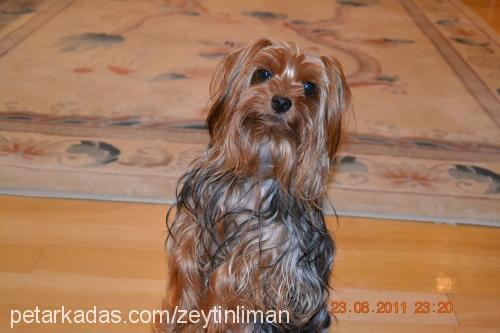 bıdış Erkek Yorkshire Terrier