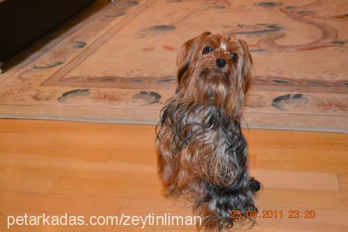 bıdış Erkek Yorkshire Terrier