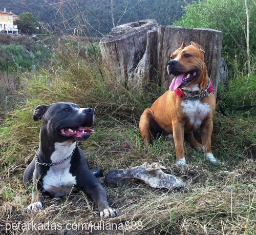 german Erkek Amerikan Staffordshire Terrier