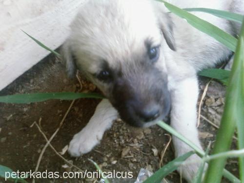 ida Dişi Labrador Retriever