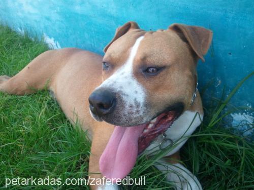 redbull Erkek Staffordshire Bull Terrier