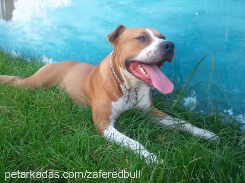 redbull Erkek Staffordshire Bull Terrier