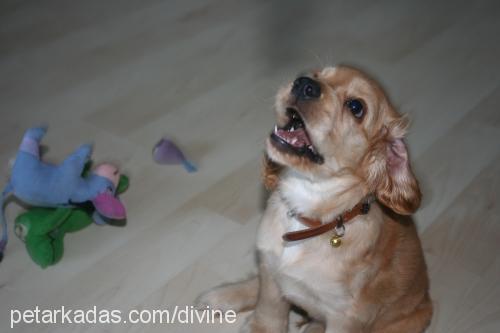 louis Erkek İngiliz Cocker Spaniel