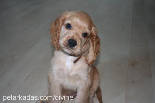 louis Erkek İngiliz Cocker Spaniel