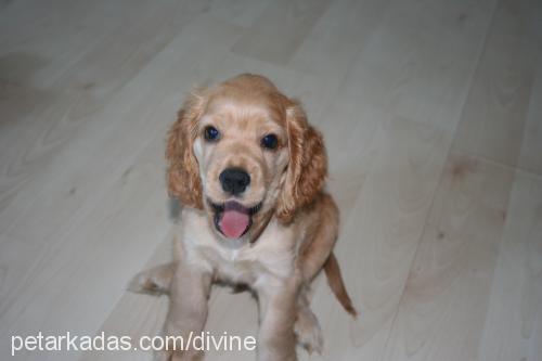 louis Erkek İngiliz Cocker Spaniel