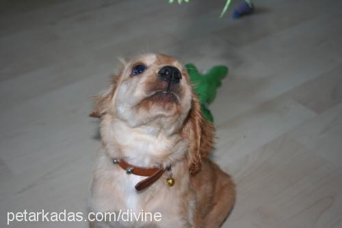 louis Erkek İngiliz Cocker Spaniel