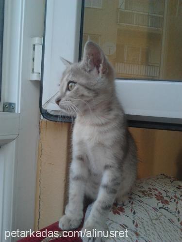 kamilsu Dişi American Shorthair