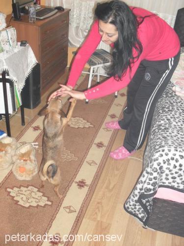 çıtır Dişi Minyatür Pinscher