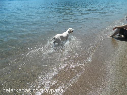 pasha Erkek Golden Retriever