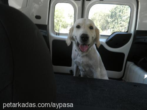 pasha Erkek Golden Retriever