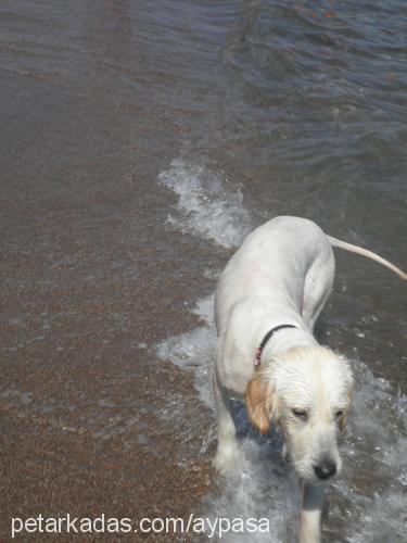 pasha Erkek Golden Retriever