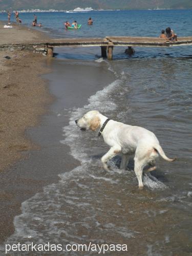 pasha Erkek Golden Retriever