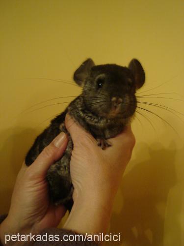 chinchilla Erkek 