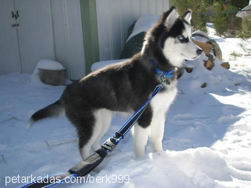 zeus Erkek Sibirya Kurdu (Husky)