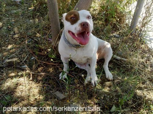 sayko Dişi Amerikan Pitbull Terrier