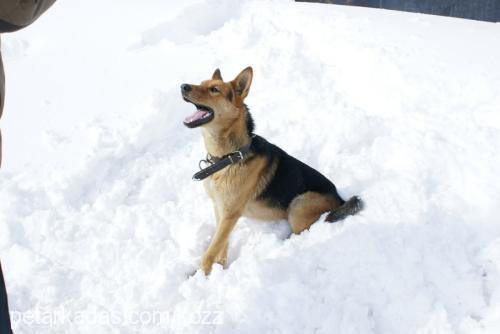 koz Erkek Alman Çoban Köpeği