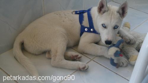 ares Erkek Sibirya Kurdu (Husky)