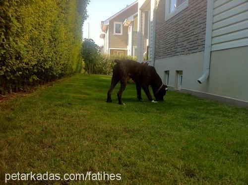 pele Erkek Mastiff