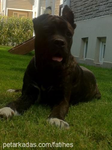 pele Erkek Mastiff