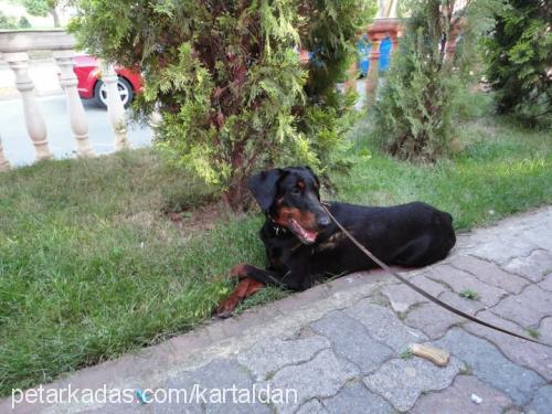 arya Dişi Doberman Pinscher