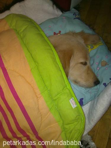 linda Dişi Golden Retriever