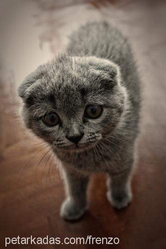 frenzo Erkek Scottish Fold