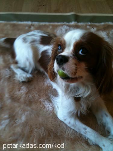 kodi Erkek Cavalier King Charles Spanieli