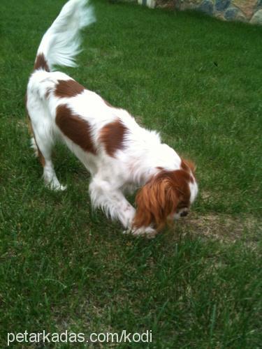 kodi Erkek Cavalier King Charles Spanieli