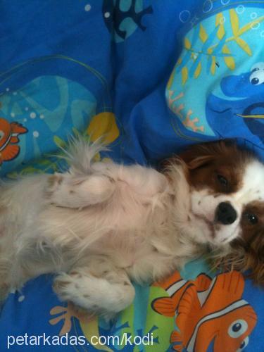 kodi Erkek Cavalier King Charles Spanieli