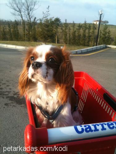 kodi Erkek Cavalier King Charles Spanieli