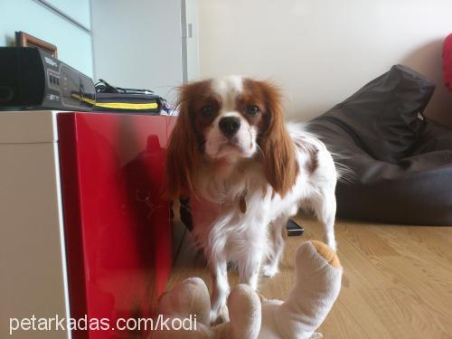 kodi Erkek Cavalier King Charles Spanieli