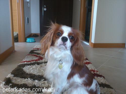 kodi Erkek Cavalier King Charles Spanieli