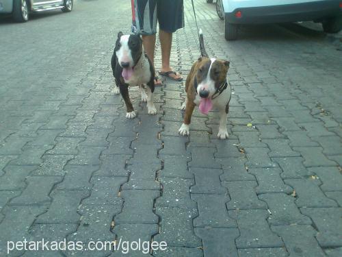 hürremhaşmet Dişi Minyatür Bull Terrier