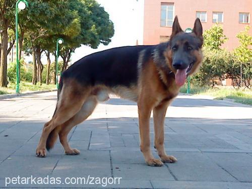 zagor Erkek Alman Çoban Köpeği