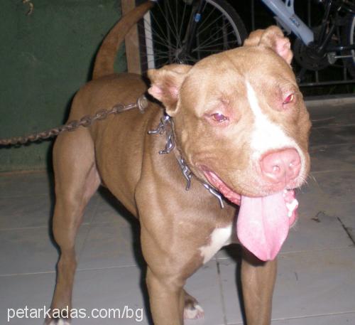 r.o.g.i Dişi Amerikan Staffordshire Terrier