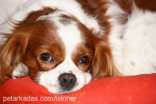 pako Erkek Cavalier King Charles Spanieli