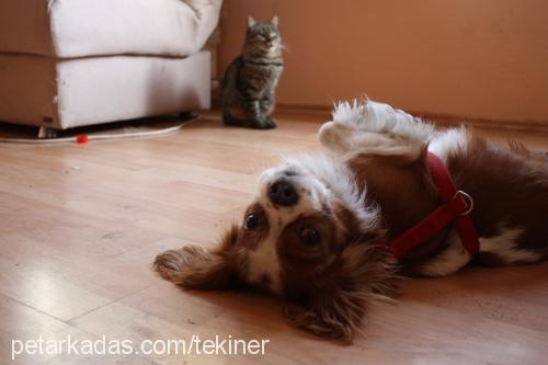 pako Erkek Cavalier King Charles Spanieli