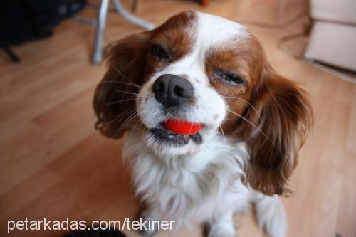 pako Erkek Cavalier King Charles Spanieli