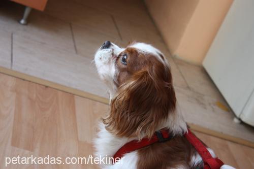 pako Erkek Cavalier King Charles Spanieli