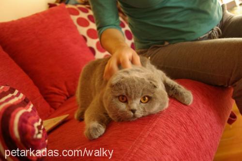 süleymanefe Erkek Scottish Fold