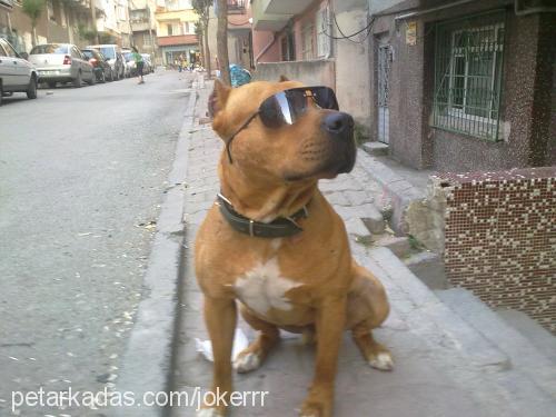 joker Erkek Staffordshire Bull Terrier