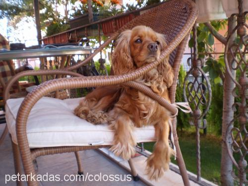 kuki Dişi Amerikan Cocker Spaniel