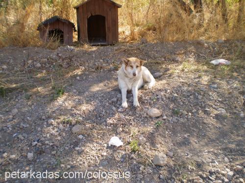 coni Dişi Alman Çoban Köpeği