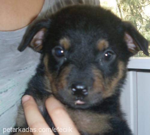 efe Erkek Rottweiler