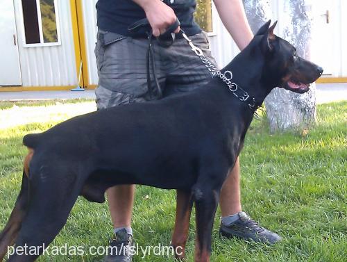 zagor Erkek Doberman Pinscher