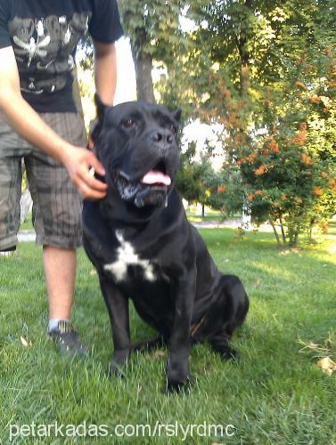 zidan Erkek Cane Corso Italiano