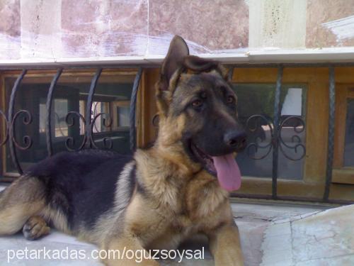 roy Erkek Alman Çoban Köpeği