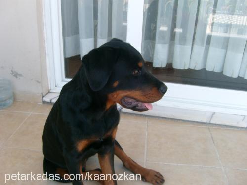 paşa Erkek Rottweiler