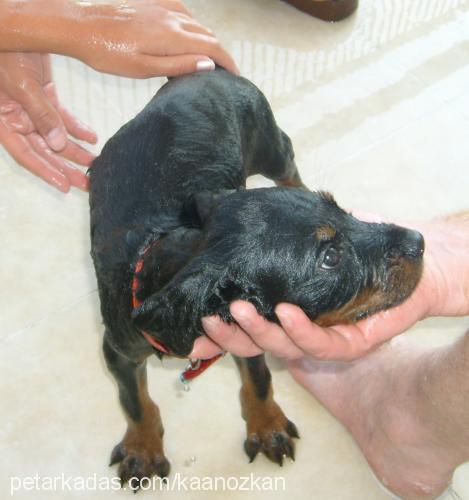 paşa Erkek Rottweiler