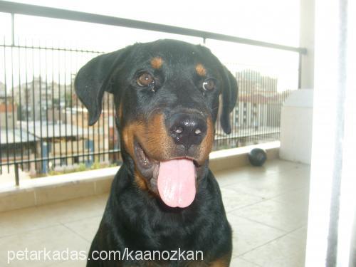 paşa Erkek Rottweiler